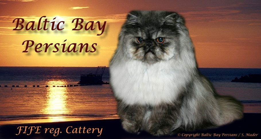 Baltic Bay Persians - FIFE cattery for smoke, solid, tabby & bicolor persians